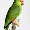 Amazone à diadème lilacina