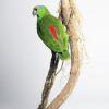 Amazone tavoua festiva