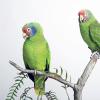 Amazones à joues bleues