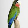 Amazone de Cuba