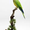 Conure à front rouge
