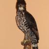 Aigle couronné