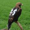 Aigle impérial