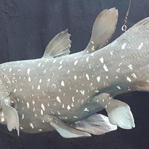 Coelacanthe